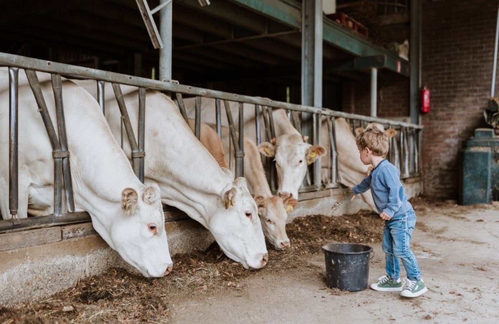 Vakantiehuis gulpen koeien