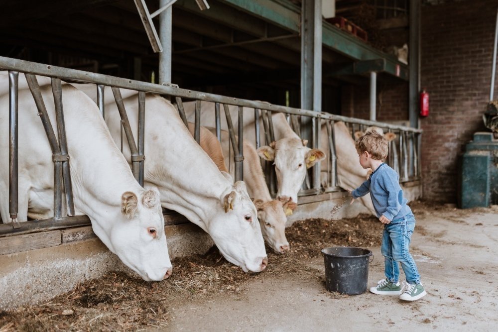 vakantiehuis Gulpen met koeien